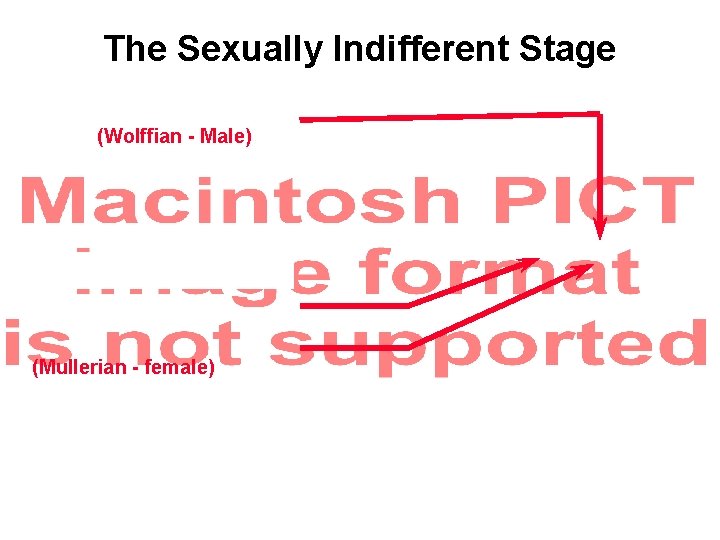 The Sexually Indifferent Stage (Wolffian - Male) (Mullerian - female) 