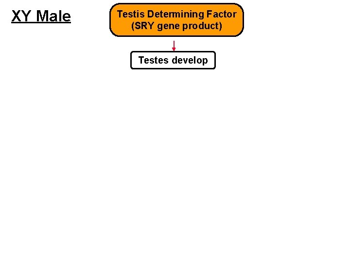 XY Male Testis Determining Factor (SRY gene product) Testes develop 