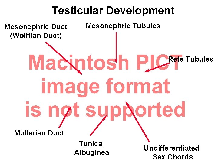Testicular Development Mesonephric Duct (Wolffian Duct) Mesonephric Tubules Rete Tubules Mullerian Duct Tunica Albuginea