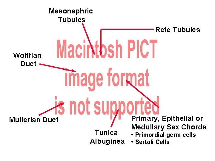 Mesonephric Tubules Rete Tubules Wolffian Duct Mullerian Duct Primary, Epithelial or Medullary Sex Chords