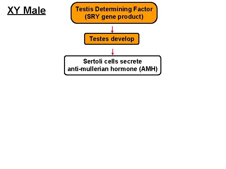 XY Male Testis Determining Factor (SRY gene product) Testes develop Sertoli cells secrete anti-mullerian