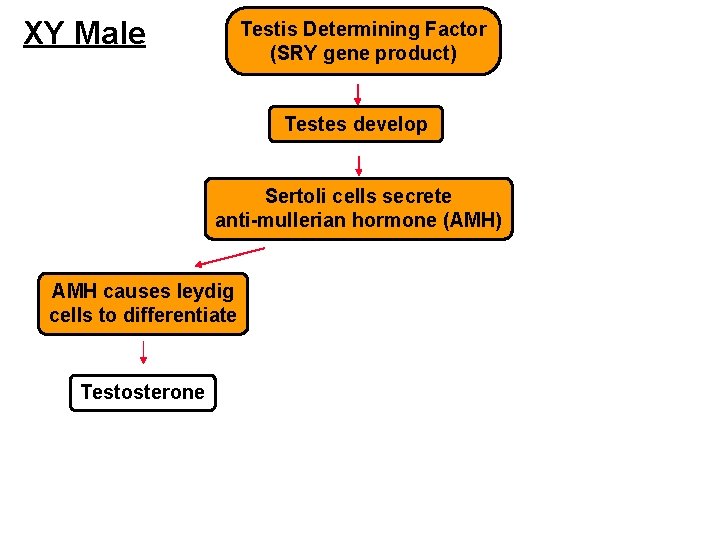 XY Male Testis Determining Factor (SRY gene product) Testes develop Sertoli cells secrete anti-mullerian