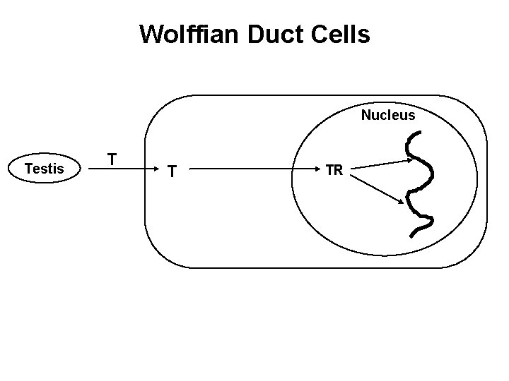 Wolffian Duct Cells Nucleus Testis T T TR 