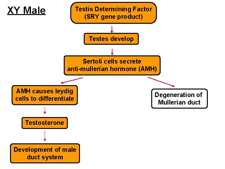 XY Male Testis Determining Factor (SRY gene product) Testes develop Sertoli cells secrete anti-mullerian