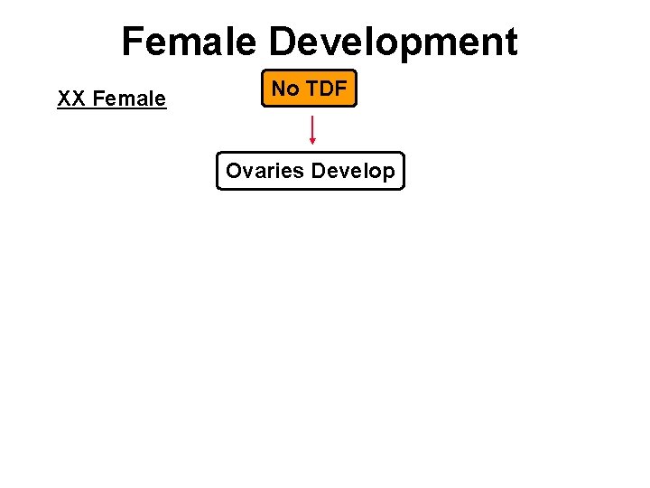 Female Development XX Female No TDF Ovaries Develop 