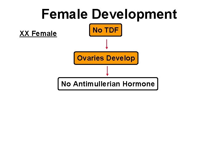 Female Development XX Female No TDF Ovaries Develop No Antimullerian Hormone 
