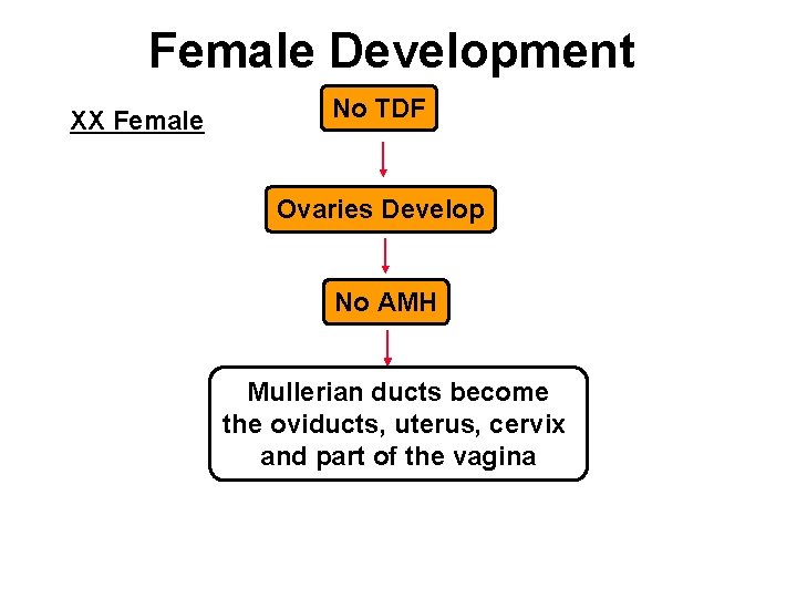 Female Development XX Female No TDF Ovaries Develop No AMH Mullerian ducts become the
