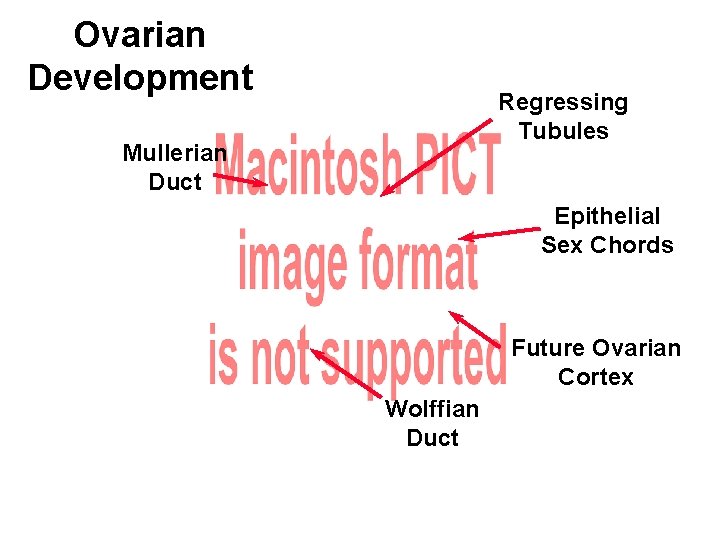 Ovarian Development Regressing Tubules Mullerian Duct Epithelial Sex Chords Future Ovarian Cortex Wolffian Duct