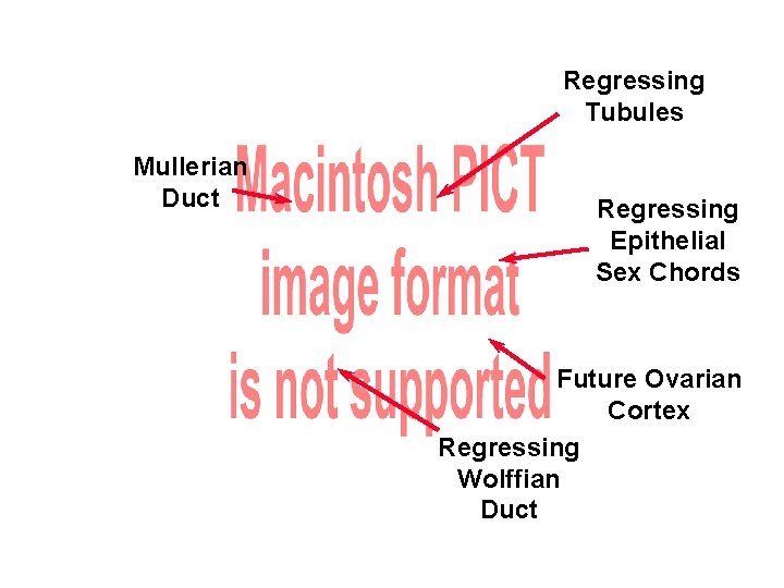 Regressing Tubules Mullerian Duct Regressing Epithelial Sex Chords Future Ovarian Cortex Regressing Wolffian Duct