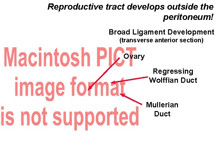 Reproductive tract develops outside the peritoneum! Broad Ligament Development (transverse anterior section) Ovary Regressing