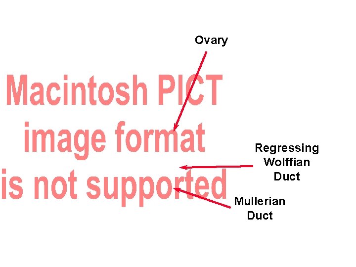 Ovary Regressing Wolffian Duct Mullerian Duct 