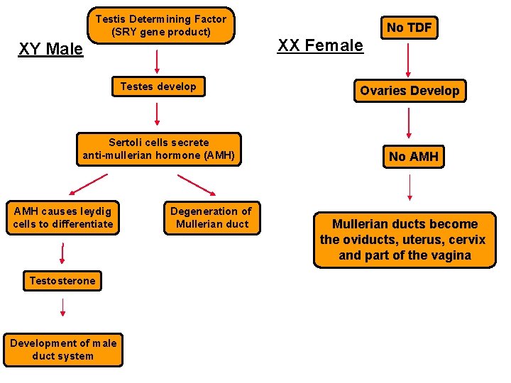 Testis Determining Factor (SRY gene product) XY Male Testes develop Sertoli cells secrete anti-mullerian