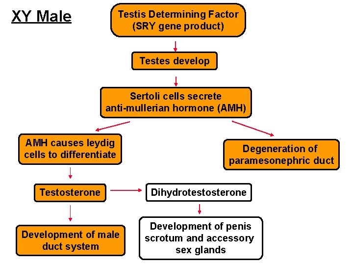 XY Male Testis Determining Factor (SRY gene product) Testes develop Sertoli cells secrete anti-mullerian