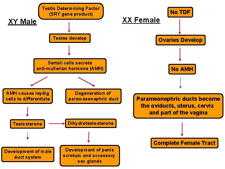 Testis Determining Factor (SRY gene product) XY Male Testes develop Sertoli cells secrete anti-mullerian