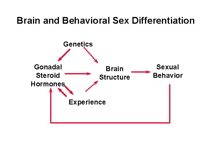 Brain and Behavioral Sex Differentiation Genetics Gonadal Steroid Hormones Brain Structure Experience Sexual Behavior