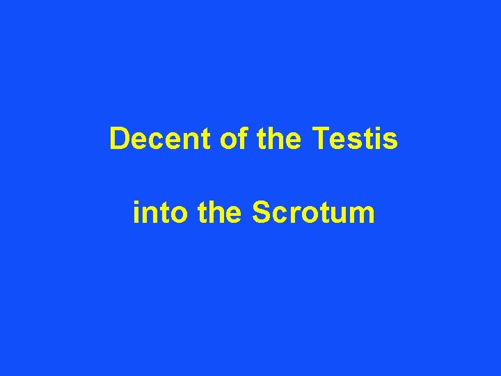 Decent of the Testis into the Scrotum 