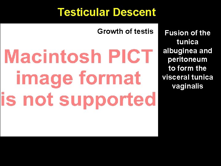 Testicular Descent Growth of testis Fusion of the tunica albuginea and peritoneum to form