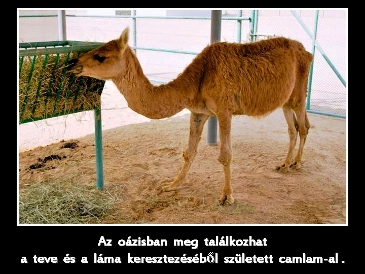 Az oázisban meg találkozhat a teve és a láma keresztezéséből született camlam-al. 