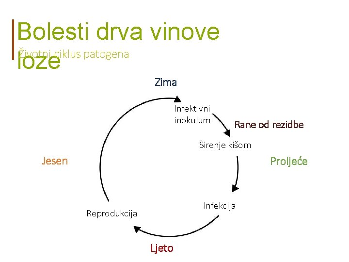 Bolesti drva vinove Životni ciklus patogena loze Zima Infektivni inokulum Rane od rezidbe Širenje