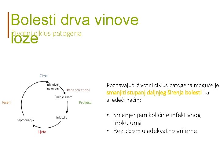 Bolesti drva vinove Životni ciklus patogena loze Poznavajući životni ciklus patogena moguće je smanjiti