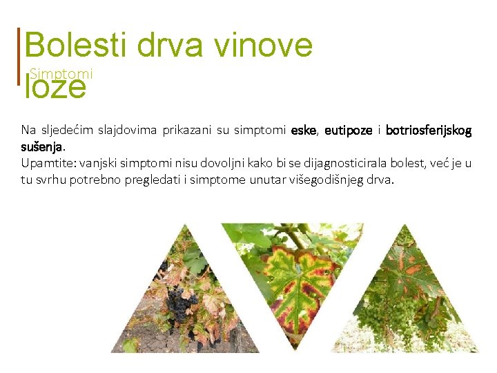 Bolesti drva vinove Simptomi loze Na sljedećim slajdovima prikazani su simptomi eske, eutipoze i