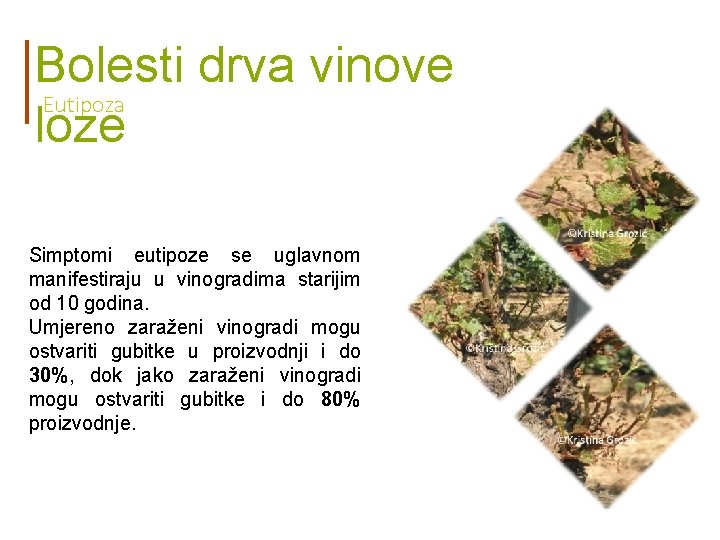 Bolesti drva vinove Eutipoza loze Simptomi eutipoze se uglavnom manifestiraju u vinogradima starijim od