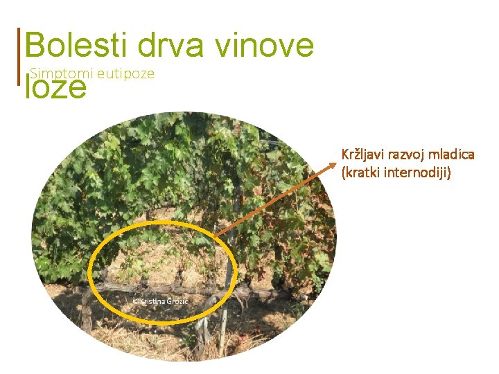 Bolesti drva vinove Simptomi eutipoze loze Kržljavi razvoj mladica (kratki internodiji) 