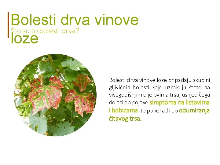 Bolesti drva vinove Što su to bolesti drva? loze Bolesti drva vinove loze pripadaju