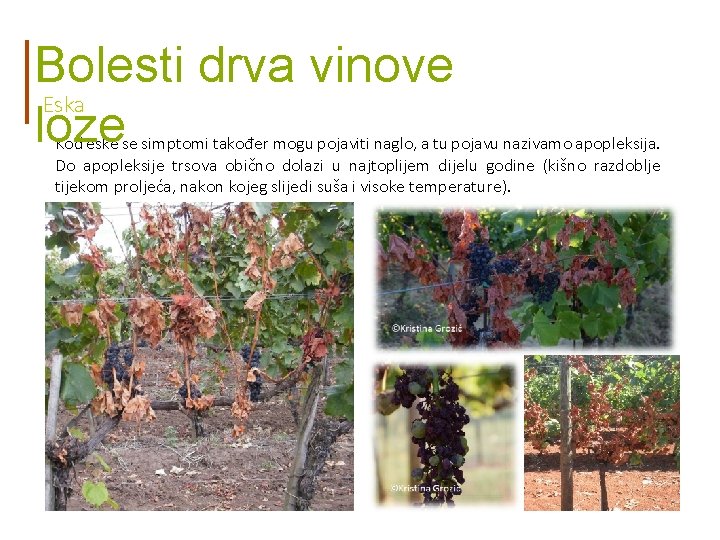 Bolesti drva vinove Eska loze Kod eske se simptomi također mogu pojaviti naglo, a