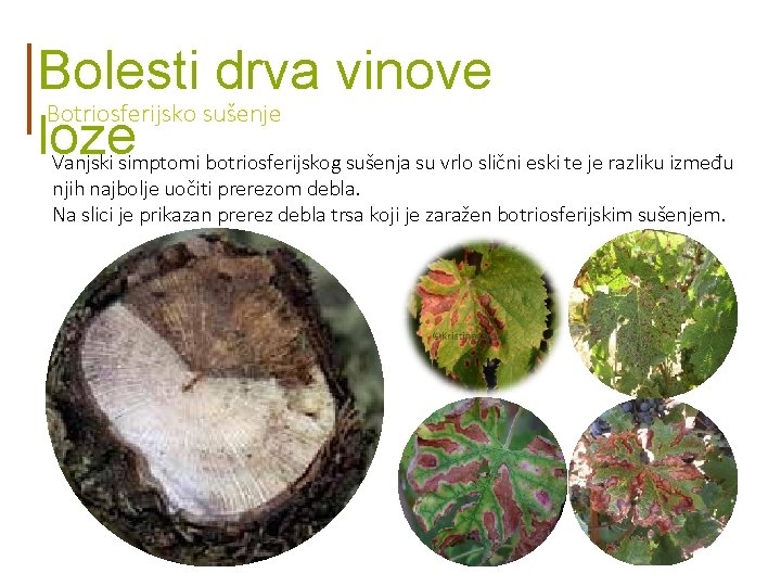 Bolesti drva vinove Botriosferijsko sušenje loze Vanjski simptomi botriosferijskog sušenja su vrlo slični eski