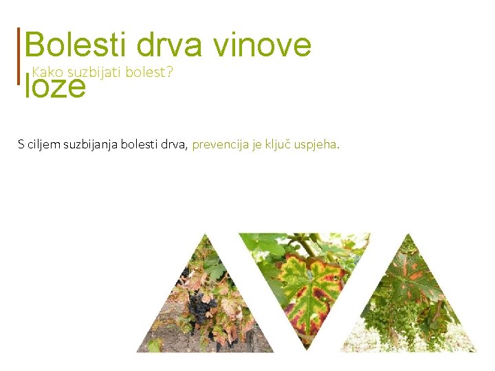 Bolesti drva vinove Kako suzbijati bolest? loze S ciljem suzbijanja bolesti drva, prevencija je