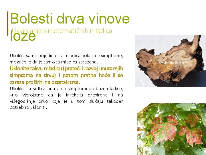 Bolesti drva vinove Uklanjanje simptomatičnih mladica loze Ukoliko samo pojedinačna mladica pokazuje simptome, moguće