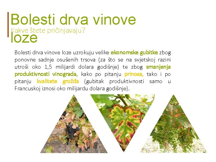 Bolesti drva vinove Kakve štete pričinjavaju? loze Bolesti drva vinove loze uzrokuju velike ekonomske