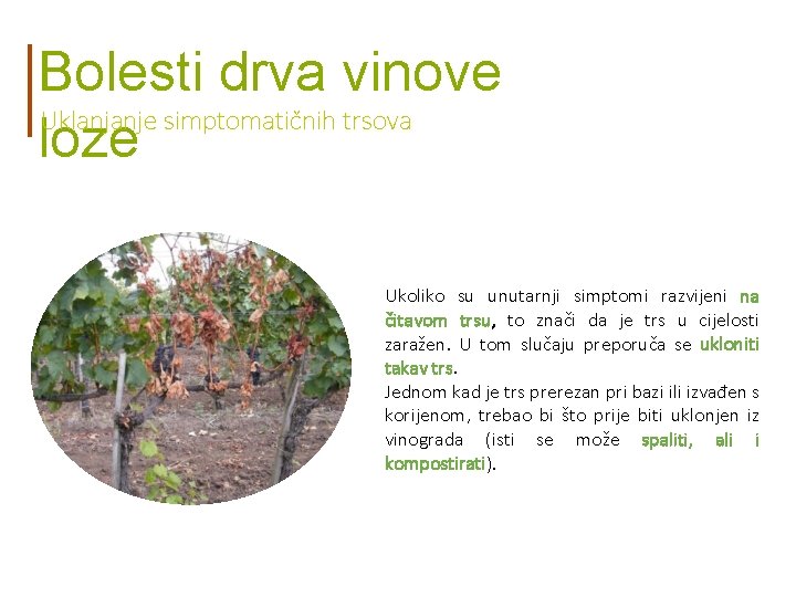 Bolesti drva vinove Uklanjanje simptomatičnih trsova loze Ukoliko su unutarnji simptomi razvijeni na čitavom