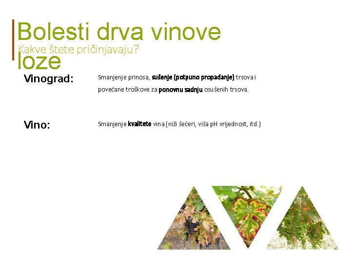 Bolesti drva vinove Kakve štete pričinjavaju? loze Vinograd: Smanjenje prinosa, sušenje (potpuno propadanje) trsova