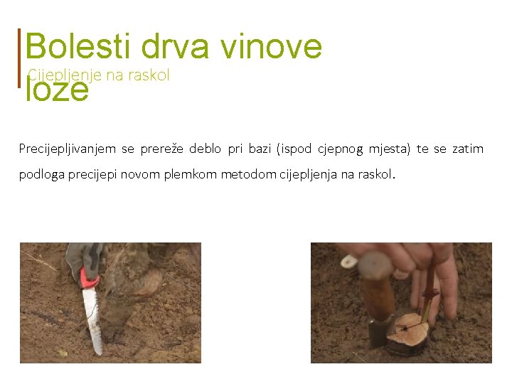 Bolesti drva vinove Cijepljenje na raskol loze Precijepljivanjem se prereže deblo pri bazi (ispod