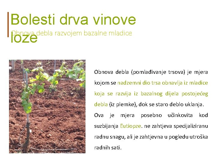 Bolesti drva vinove Obnova debla razvojem bazalne mladice loze Obnova debla (pomlađivanje trsova) je