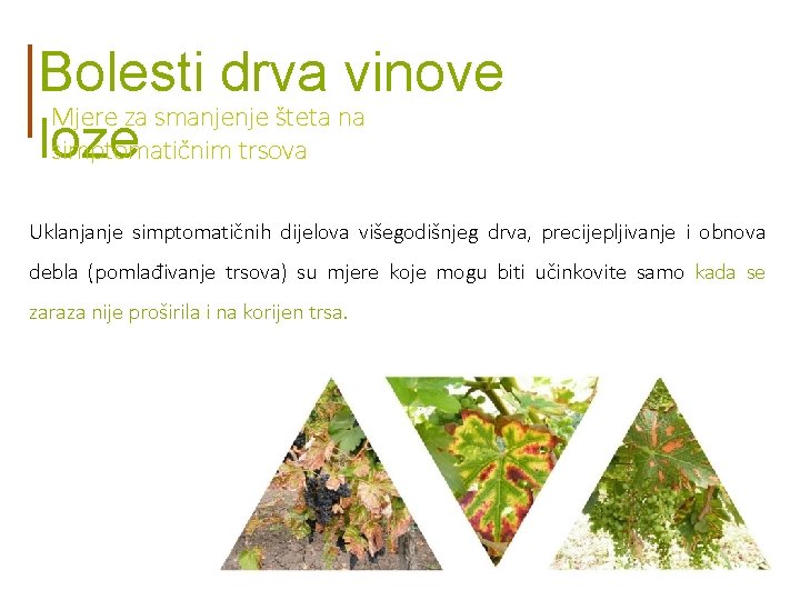 Bolesti drva vinove Mjere za smanjenje šteta na loze simptomatičnim trsova Uklanjanje simptomatičnih dijelova