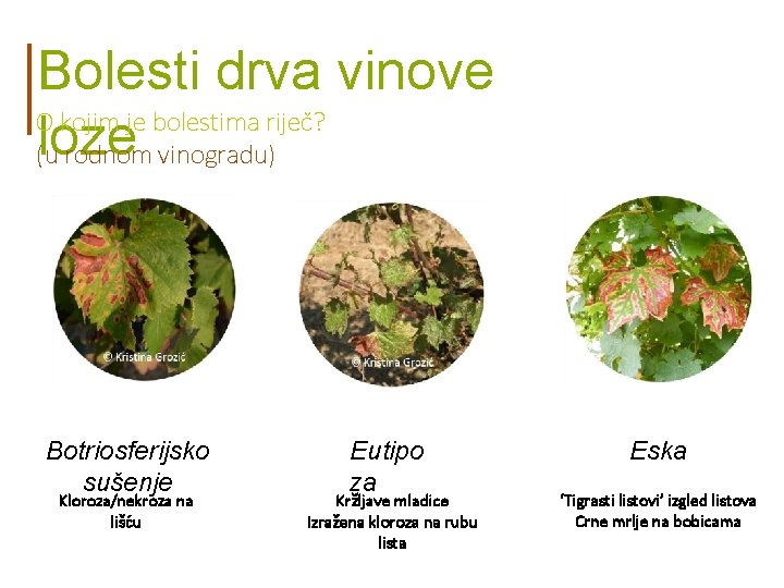 Bolesti drva vinove O kojim je bolestima riječ? loze (u rodnom vinogradu) Botriosferijsko sušenje