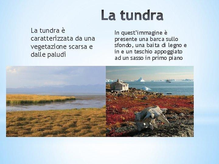La tundra è caratterizzata da una vegetazione scarsa e dalle paludi In quest’immagine è