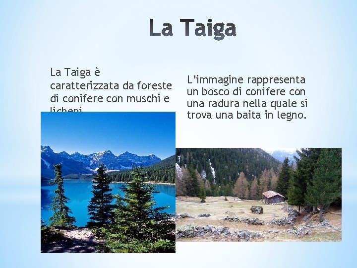 La Taiga è caratterizzata da foreste di conifere con muschi e licheni L’immagine rappresenta