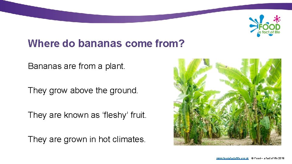 Where do bananas come from? Bananas are from a plant. They grow above the