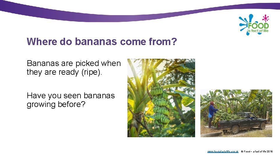 Where do bananas come from? Bananas are picked when they are ready (ripe). Have