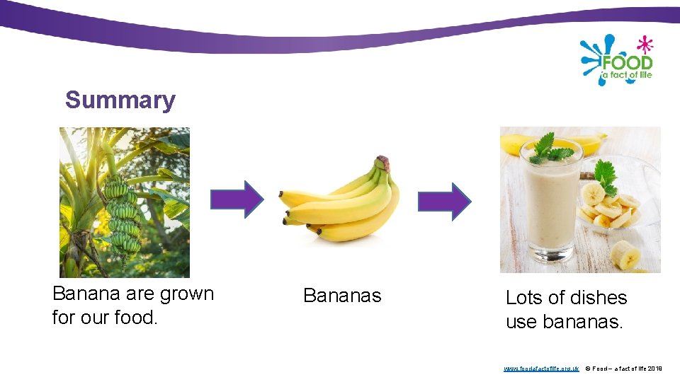 Summary Banana are grown for our food. Bananas Lots of dishes use bananas. www.