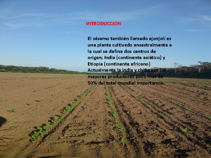 INTRODUCCION El sésamo también llamado ajonjolí es una planta cultivado ansestralmente a la cual