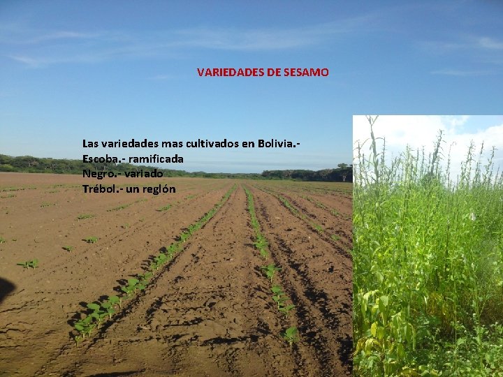 VARIEDADES DE SESAMO Las variedades mas cultivados en Bolivia. Escoba. - ramificada Negro. -