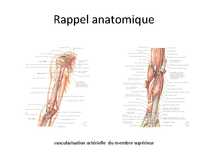 Rappel anatomique vascularisation artérielle du membre supérieur 