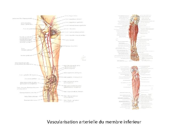 Vascularisation arterielle du membre inferieur 