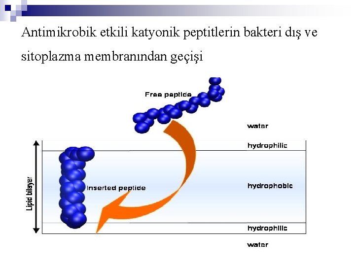 Antimikrobik etkili katyonik peptitlerin bakteri dış ve sitoplazma membranından geçişi 