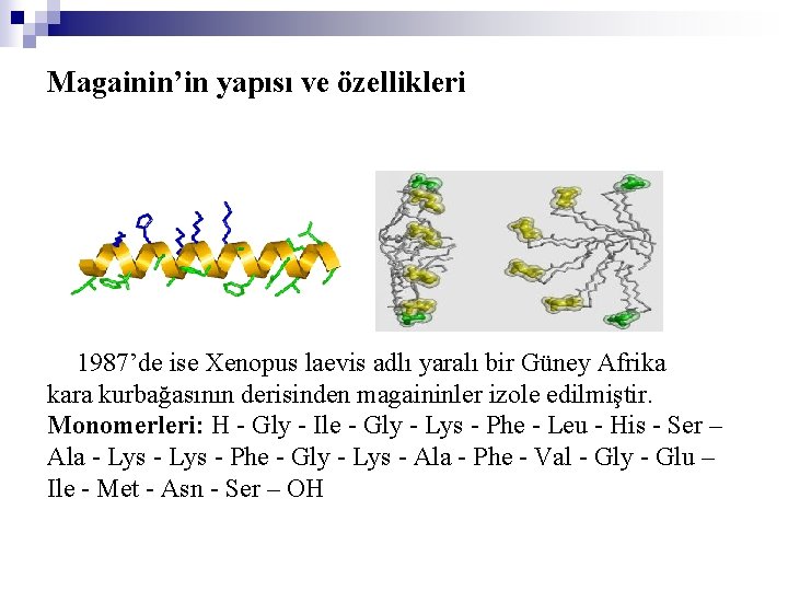 Magainin’in yapısı ve özellikleri 1987’de ise Xenopus laevis adlı yaralı bir Güney Afrika kara